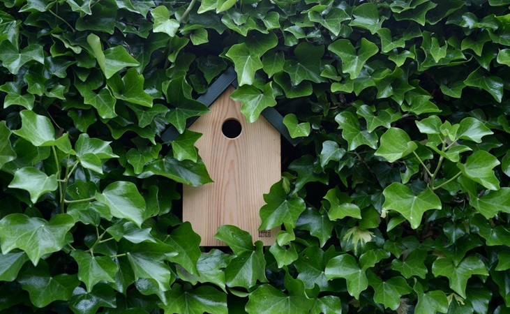A timber nest box surrounded by foliage