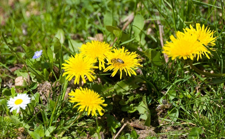 Dandelions are popular with bees