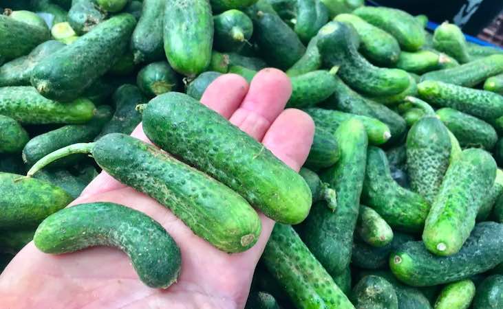 Gherkin cucumbers for home made pickles