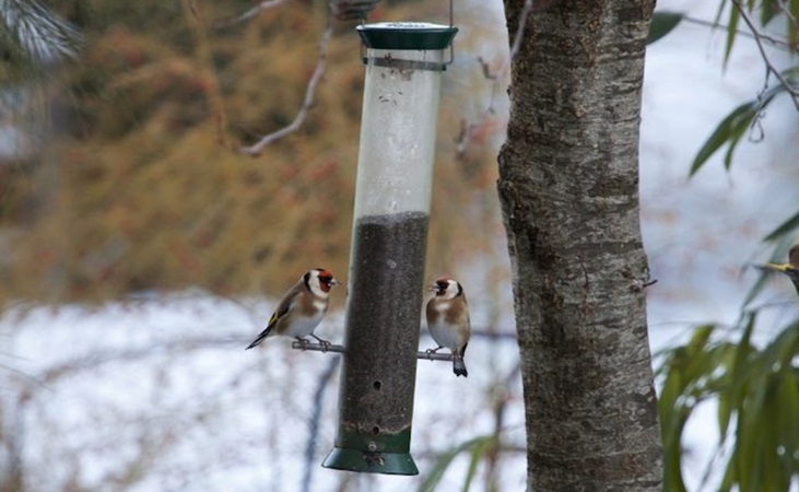 Finches using a nyjer feeder
