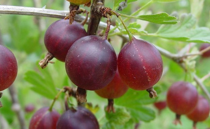 Gooseberry 'Black Velvet'