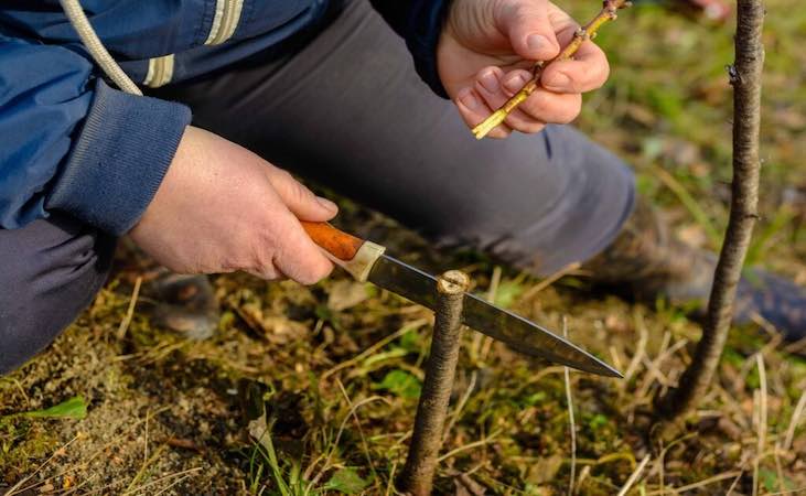 Grafting an apple tree with a knife