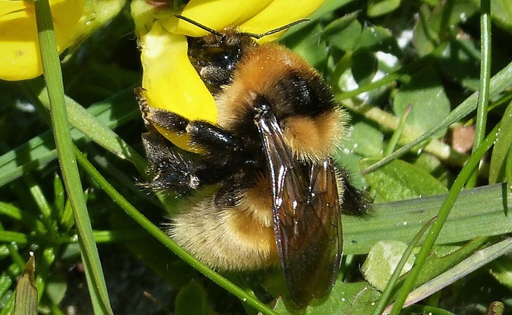 Great Yellow Bumblebee