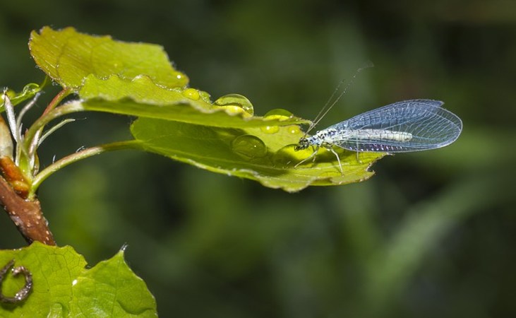 Lacewing on a leaf