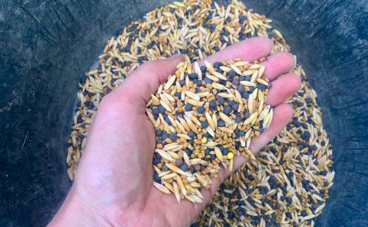 green manure seeds