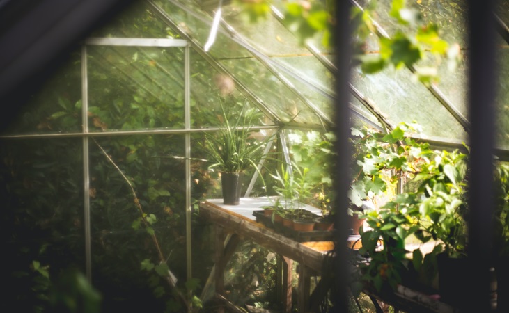 Plants in the greenhouse with bright sunshine