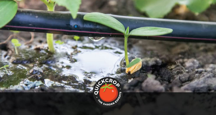 irrigation in the vegetable garden header