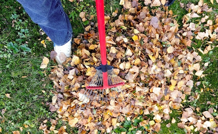 gathering fallen leaves gathering fallen leaves