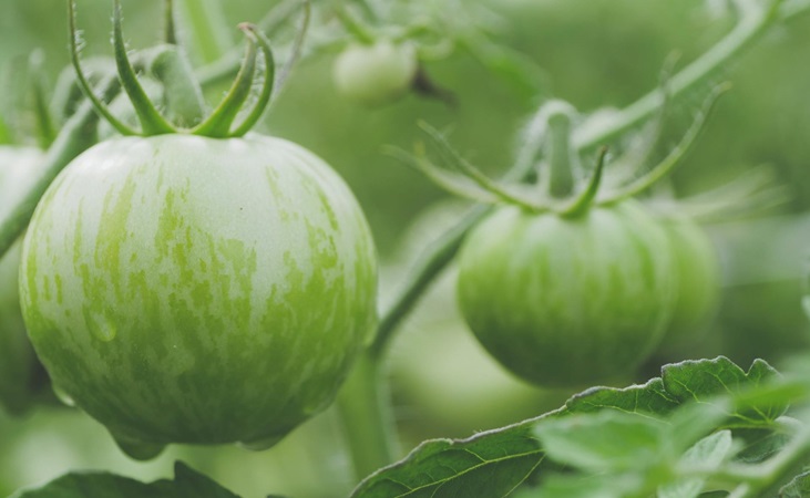 Green Zebra tomatoes