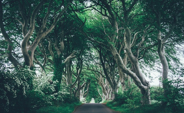 The 'Dark Hedges'