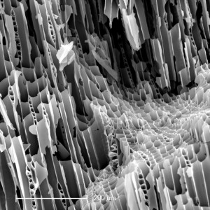 Charcoal fibres under microscope