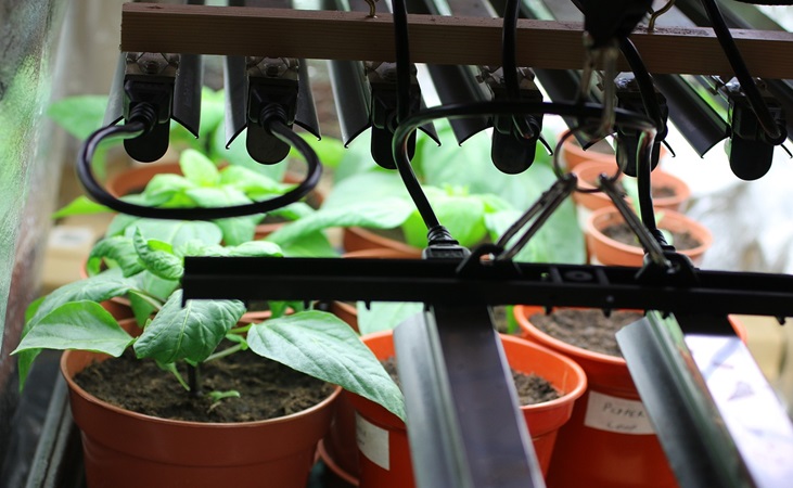 Pepper plants under grow lights