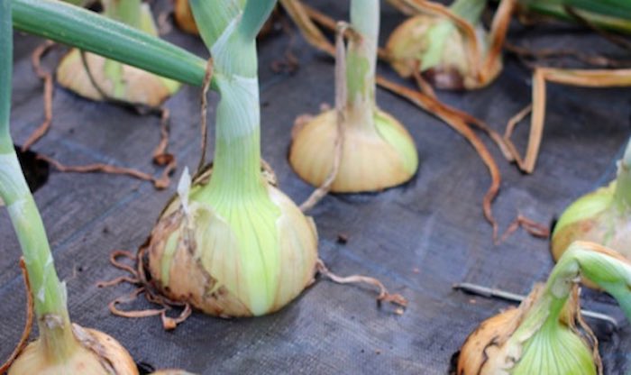 Onion planting mat