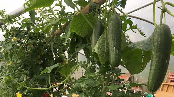 Growing cucumbers in a polytunnel