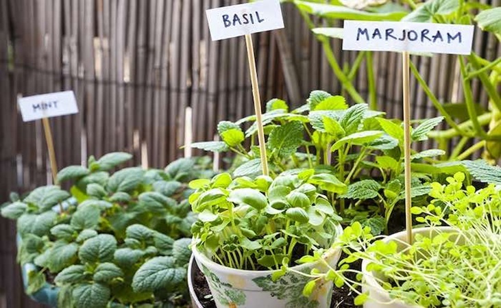 Herbs in pots with identifying labels