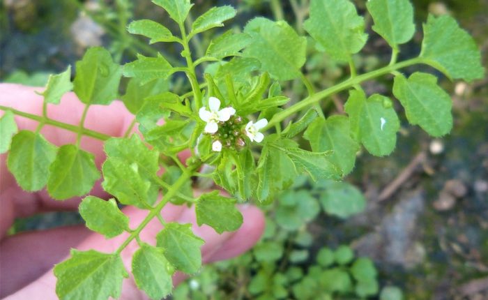 Hairy bittercress annual garden weed