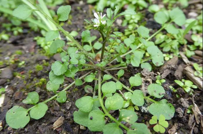 Hairy Bittercress Weed