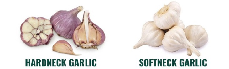 hardneck garlic and softneck garlic