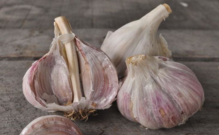 the garlic bulb contains cloves