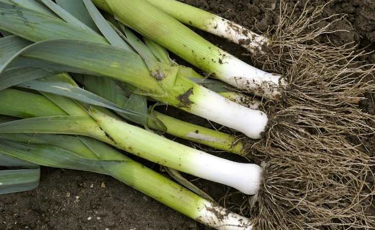 Harvested leeks