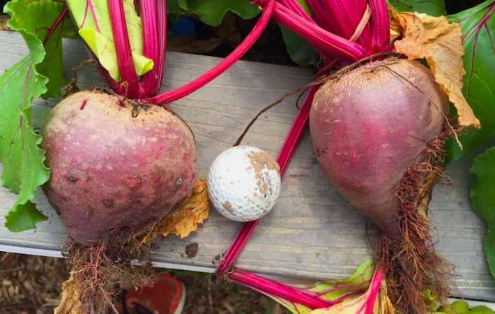 Harvested beetroot size comparison