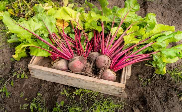 harvesting beetroot