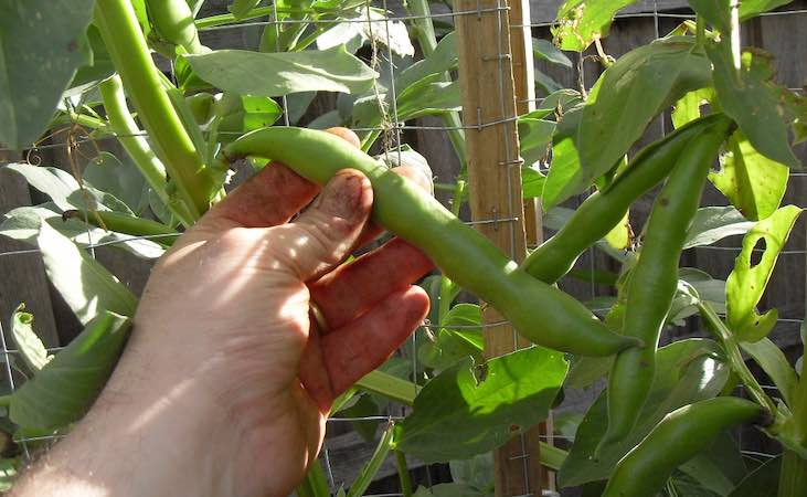 harvesting broad beans