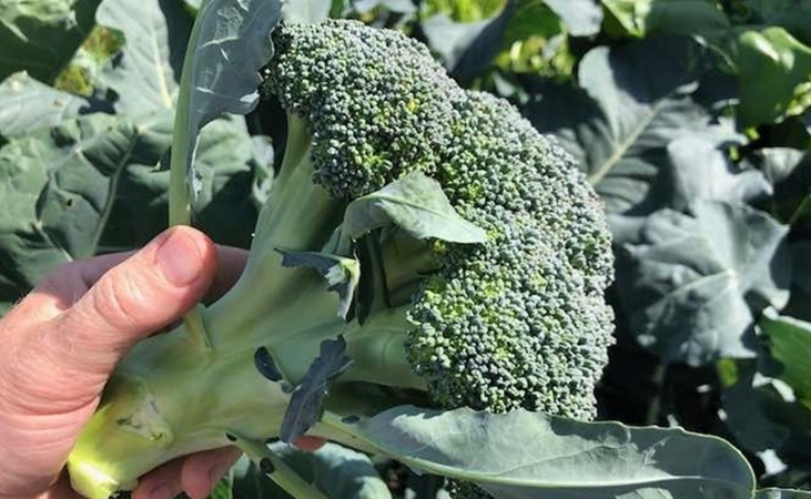 Harvesting calabrese