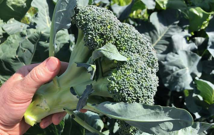 harvesting Calabrese broccoli