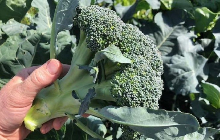 Broccoli Calabrese