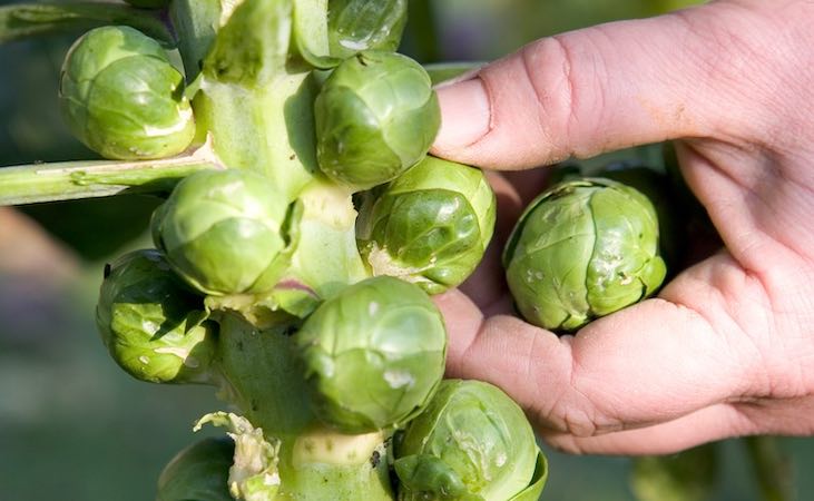 Checking brussel sprouts in the garden