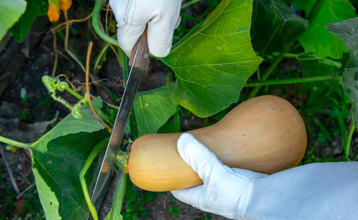 harvesting butternut squash