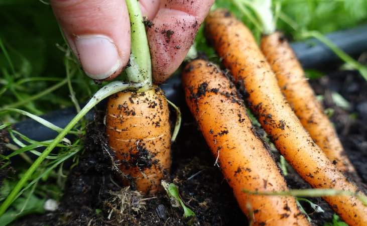 Thinning carrots