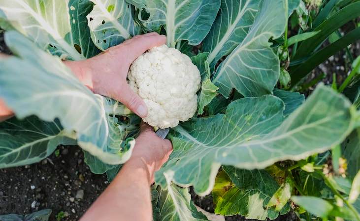 harvesting cauliflower