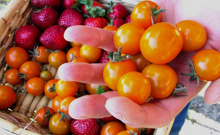 harvesting cherry tomatoes