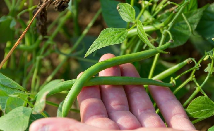 harvesting french beans