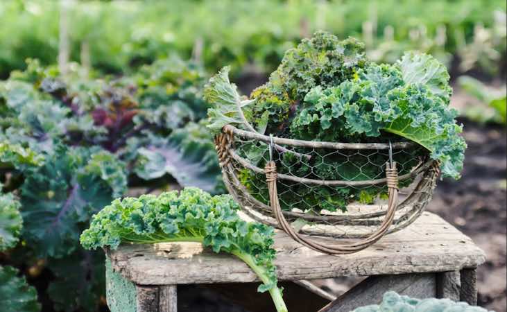 Harvesting kale in a rustic container