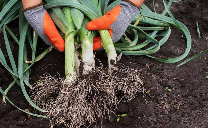 Harvesting leek