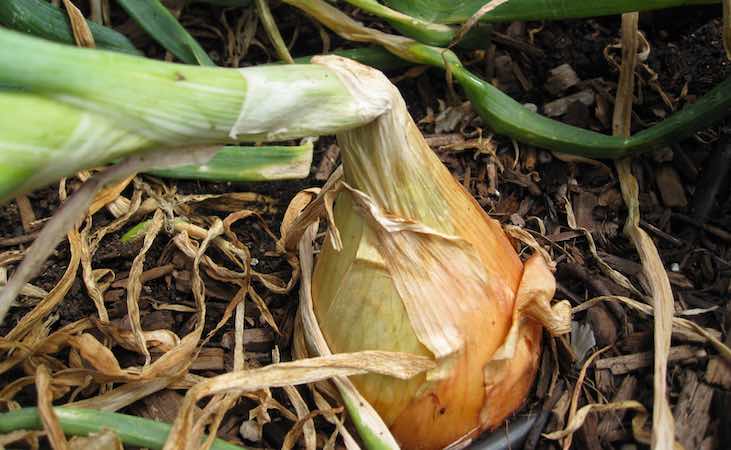 harvesting onions