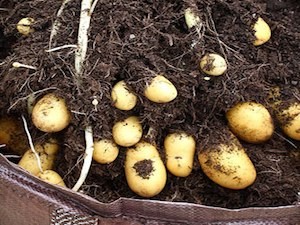 Harvesting potatoes grown in bag