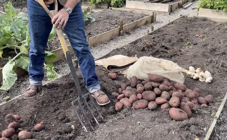 harvesting potatoes with a garden fork harvesting potatoes with a garden fork