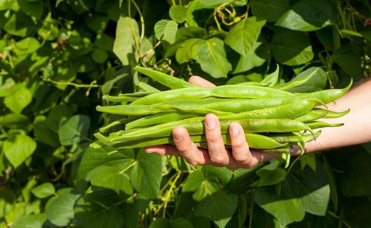 harvesting runner beans in the vegetable garden