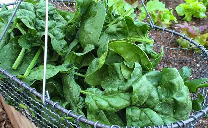 Harvesting spinach in a spacious container