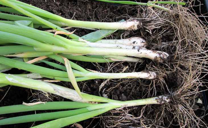 Harvesting spring onions