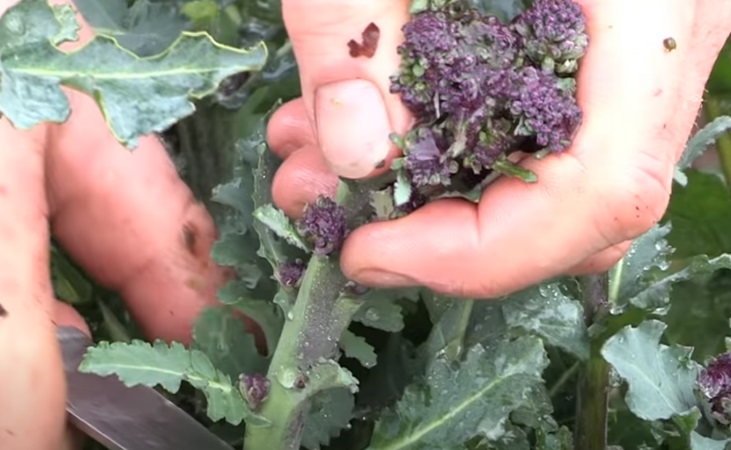 Harvesting sprouting broccoli