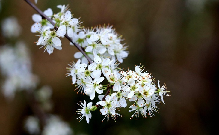 Hawthorn flowers Hawthorn flowers