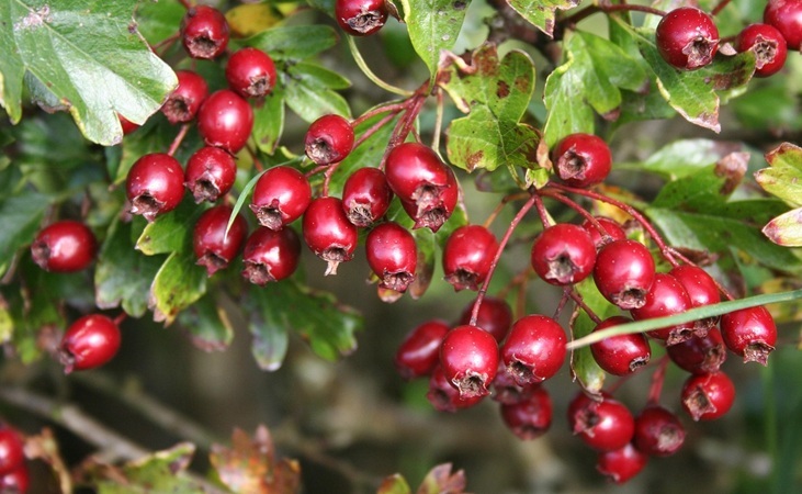 Hawthorn haws