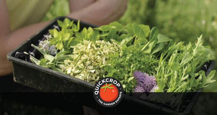 seedling tray with seedlings - with Quickcrop logo seedling tray with seedlings - with Quickcrop logo