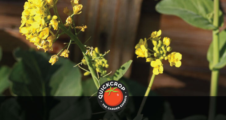 Pak choi bolting - header image Pak choi bolting - header image