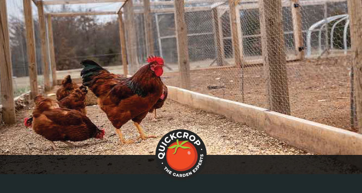 Three chickens beside a wire mesh fence